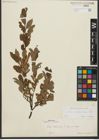 Foto von Salix waldsteiniana Willd.